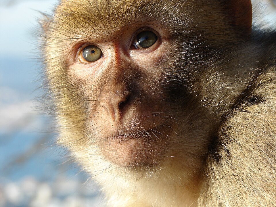 Barbary Macaque sitting in Gibraltar
