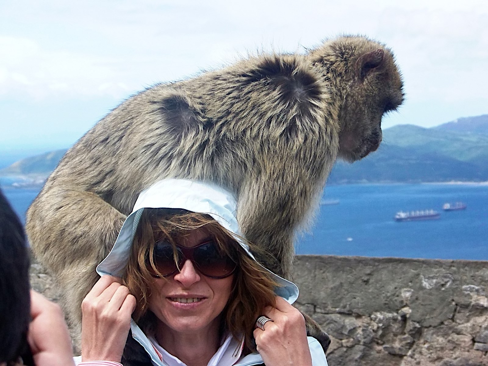 Gibraltar Barbary Macaque interacting with a tourist