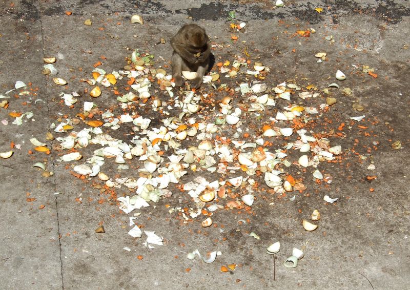 Barbary Macaque eating in the wild
